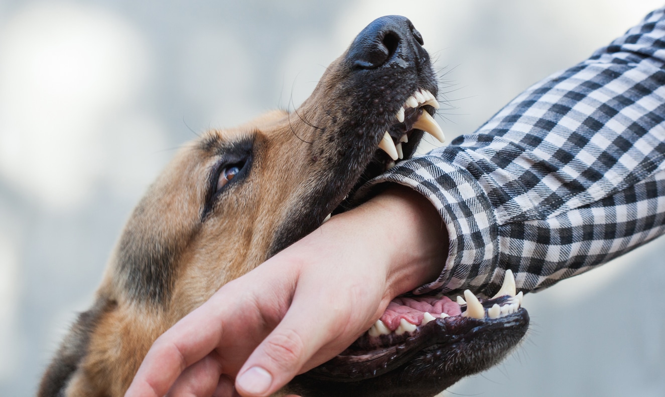 One German shepherd bites a man by the hand - dog bite lawyer concept